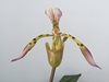 Paphiopedilum Haynaldianum Orchid Inn 